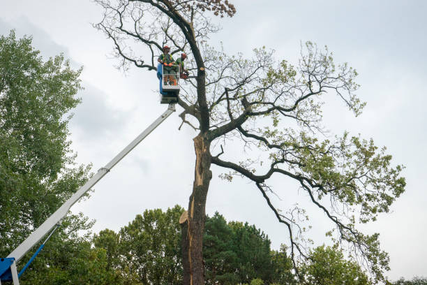 Oakwood, IL Tree Removal Services Company