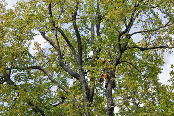 How Our Tree Care Process Works  in  Oakwood, IL